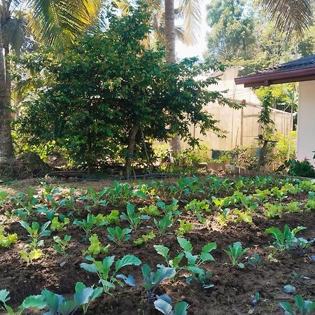 Ella Nature Valley Homestay Exterior photo