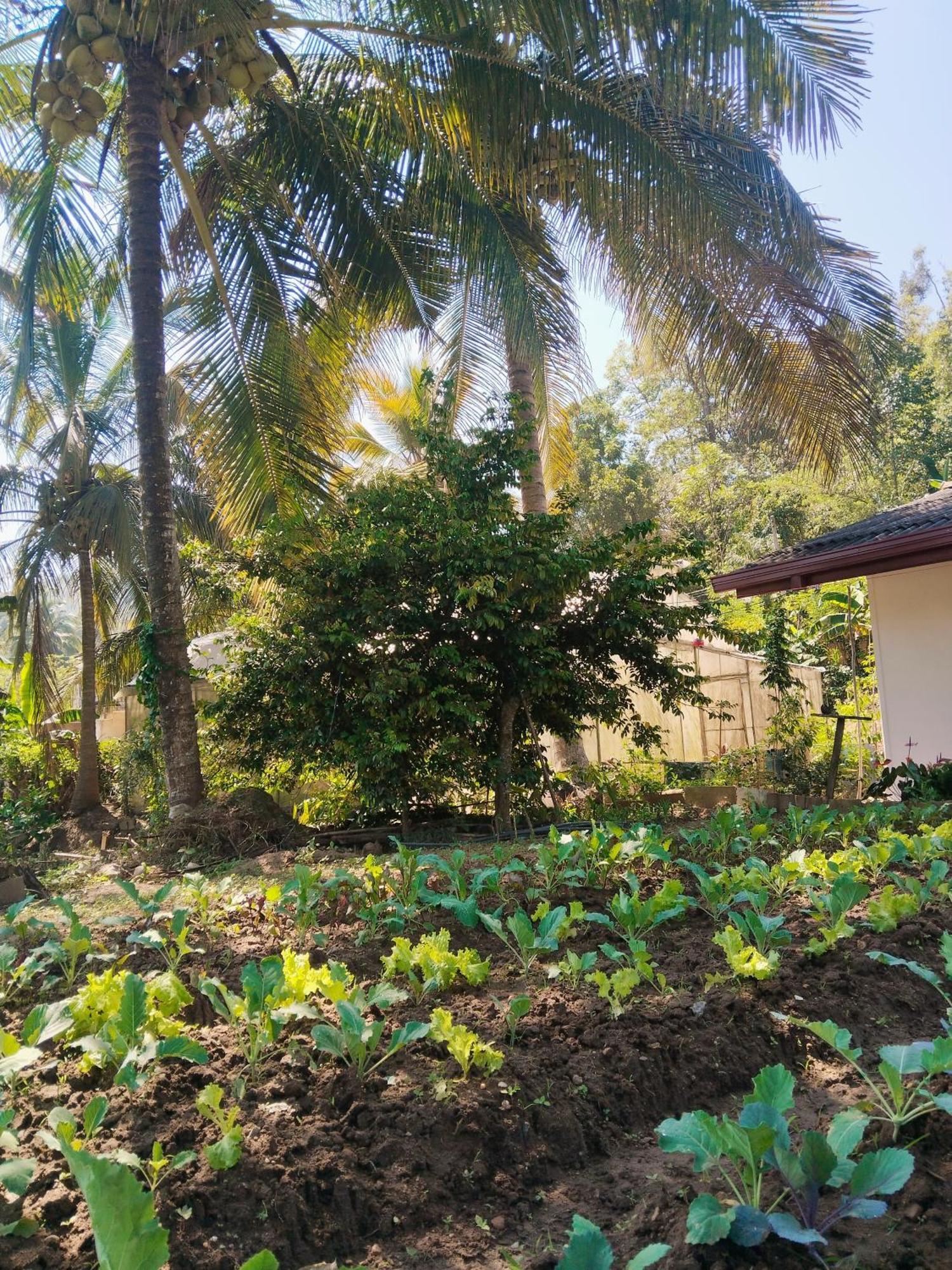 Ella Nature Valley Homestay Exterior photo